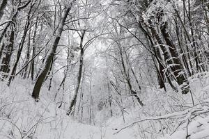 a park with different trees in the winter season photo