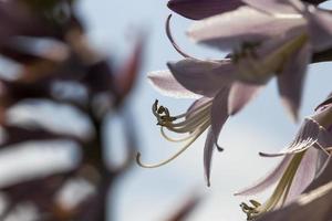 las flores se cultivan para el paisajismo foto