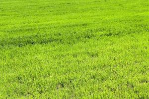 Agriculture. cereals. Spring photo