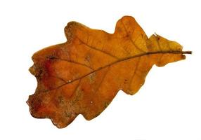 isolated oak leaf photo