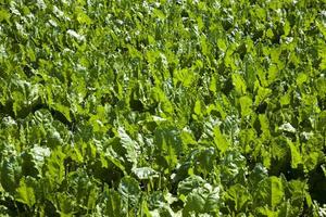 beet tops for sugar production photo