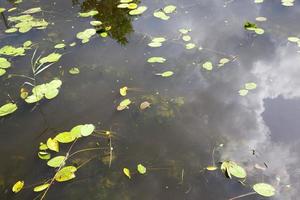 lake with growing water lilies photo