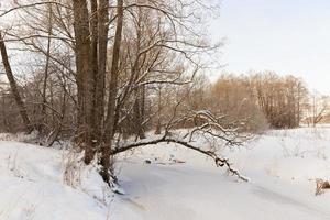 frozen in winter the river photo