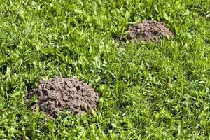 the soil dug by a mole on the territory of a field photo