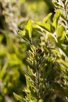 las plantas verdes y la hierba se cierran foto