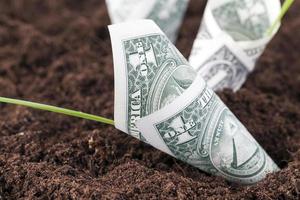 American dollars in the soil of an agricultural field photo