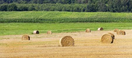 straw bales in a field photo