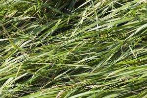 las plantas verdes y la hierba se cierran foto