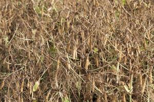 an agricultural field with a ripe crop of peas photo