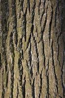 bark on the trunk of pine tree photo