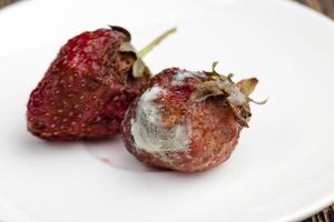 moldy rotting red strawberries close up photo