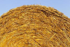 Straw in stacks photo