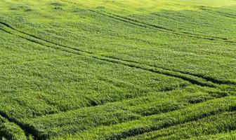 green grass, close up photo