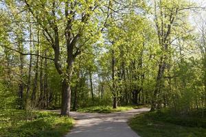 álamos verdes en la temporada de primavera en el bosque foto