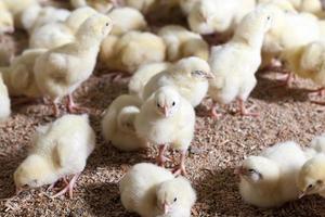 chicken chicks at a poultry farm, close up photo