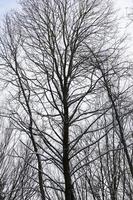 different types of bare deciduous trees without foliage photo