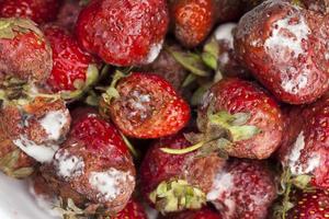 moldy rotting red strawberries close up photo