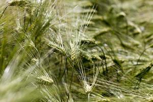 wheat field with green immature wheat plants photo