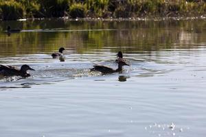 wild birds ducks in their natural habitat photo