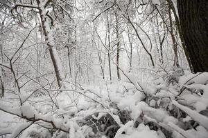 winter park with trees without foliage photo