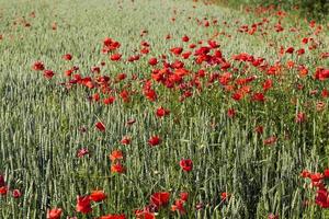 summer red poppies with defects photo