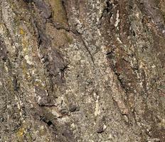 the bark of a tree with the features of its structure photo
