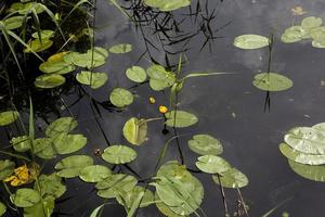 lake with growing water lilies photo