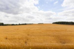 ripe wheat crop photo