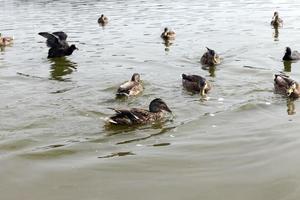 migratory wild ducks in European lakes photo