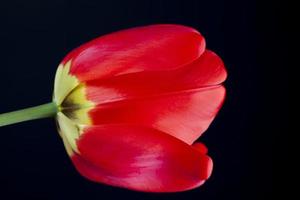 one red tulips in the spring season photo