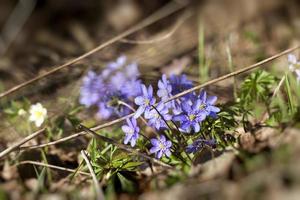 the first blooming in the forest photo