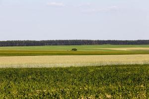 un campo agrícola donde se cultiva el trigo foto