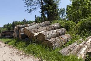 cosecha de troncos de pino en el bosque foto