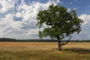 tree with green foliage against a blue sky photo