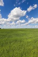 an agricultural field on which crops of cereals photo