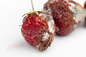 moldy rotting red strawberries close up photo