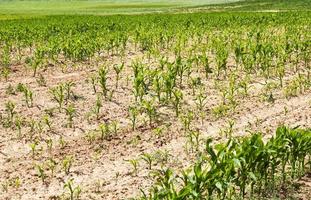 row of maize plants photo