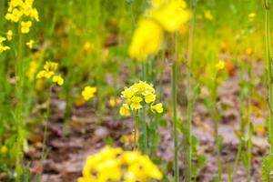 Rape flower, close up photo