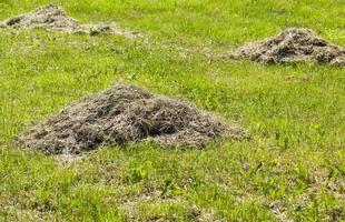 dry hay, close up photo