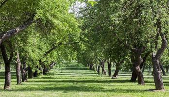 paisaje de verano, árboles foto