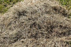 mowing of grass on meadows photo