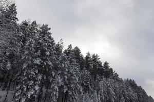 winter trees, close up photo