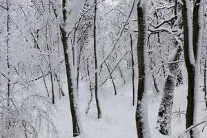fully covered with snow deciduous trees in winter photo