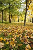 hojas caídas de árboles en el parque foto