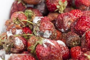 moldy rotting red strawberries close up photo