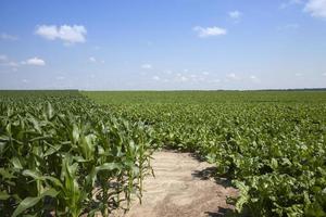 green beet for sugar production in the agricultural field photo