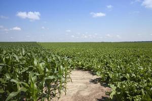 remolacha verde para la producción de azúcar en el campo agrícola foto