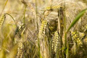 ripening rye in an agricultural field photo