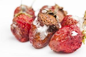 moldy rotting red strawberries close up photo