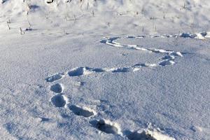 footprints in deep snowdrifts in the winter season photo